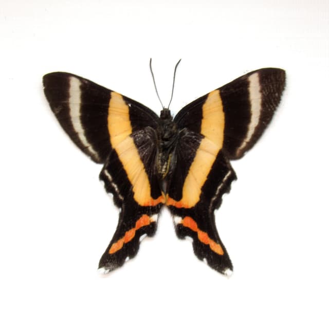 Rare Metalmark butterfly framed taxidermy - Ancyluris aulestes - female - Victorian mount