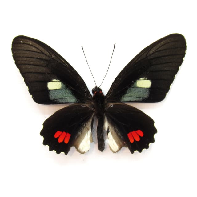 Real Variable Cattleheart butterfly framed taxidermy - Parides erithalion