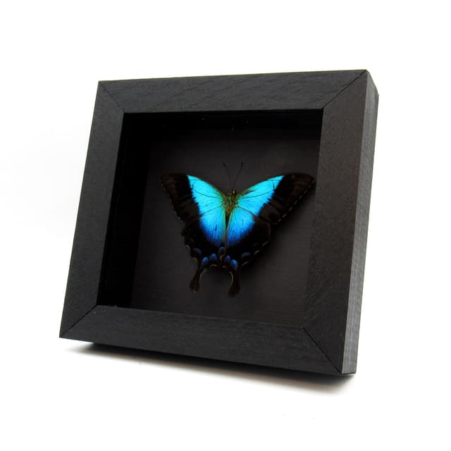 Real framed taxidermy blue Swallowtail butterfly - Papilio pericles - Victorian mount