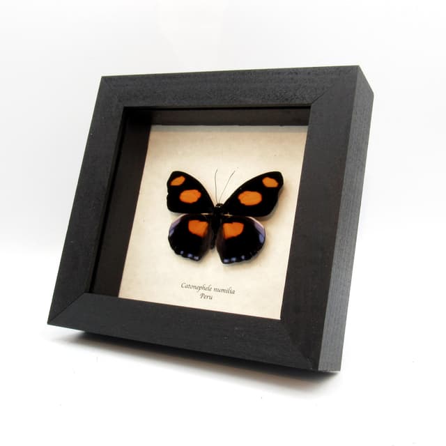 Real purple butterfly framed taxidermy - Catonephele numilia