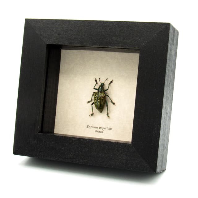 Rare glitter Weevil beetle framed taxidermy - Entimus imperialis