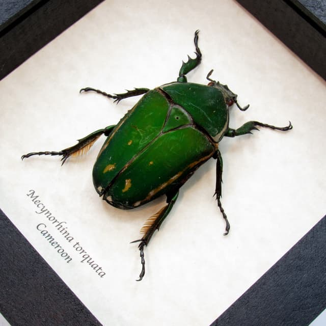 Real XL African Scarab beetle framed taxidermy - Mecynorhina torquata - female