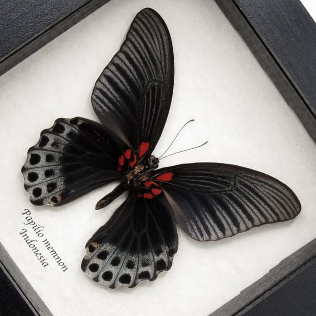 Real Great Mormon butterfly framed taxidermy - Papilio memnon christianae