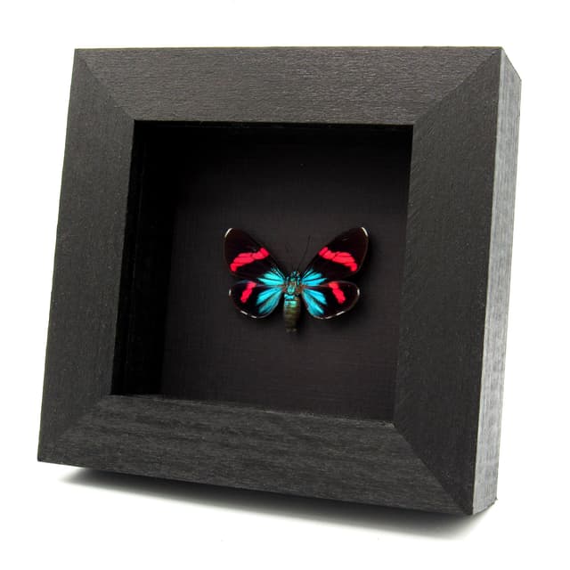 Rare metallic Day Moth framed taxidermy - Hypocrita calida