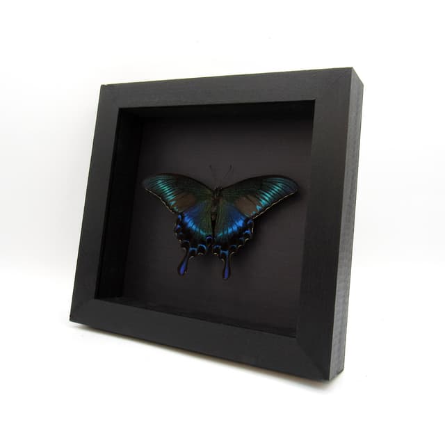Real Alpine Swallowtail framed taxidermy - Papilio maackii tutanus - spring form - Victorian mount