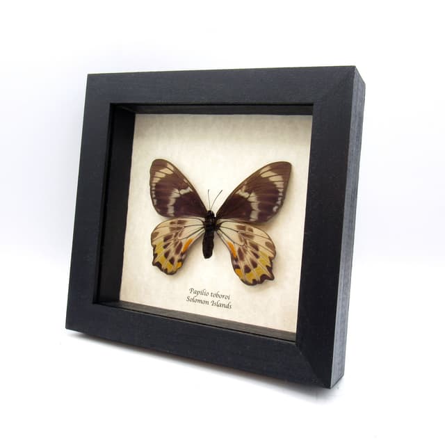 Rare Swallowtail butterfly framed taxidermy - Papilio toboroi - large female