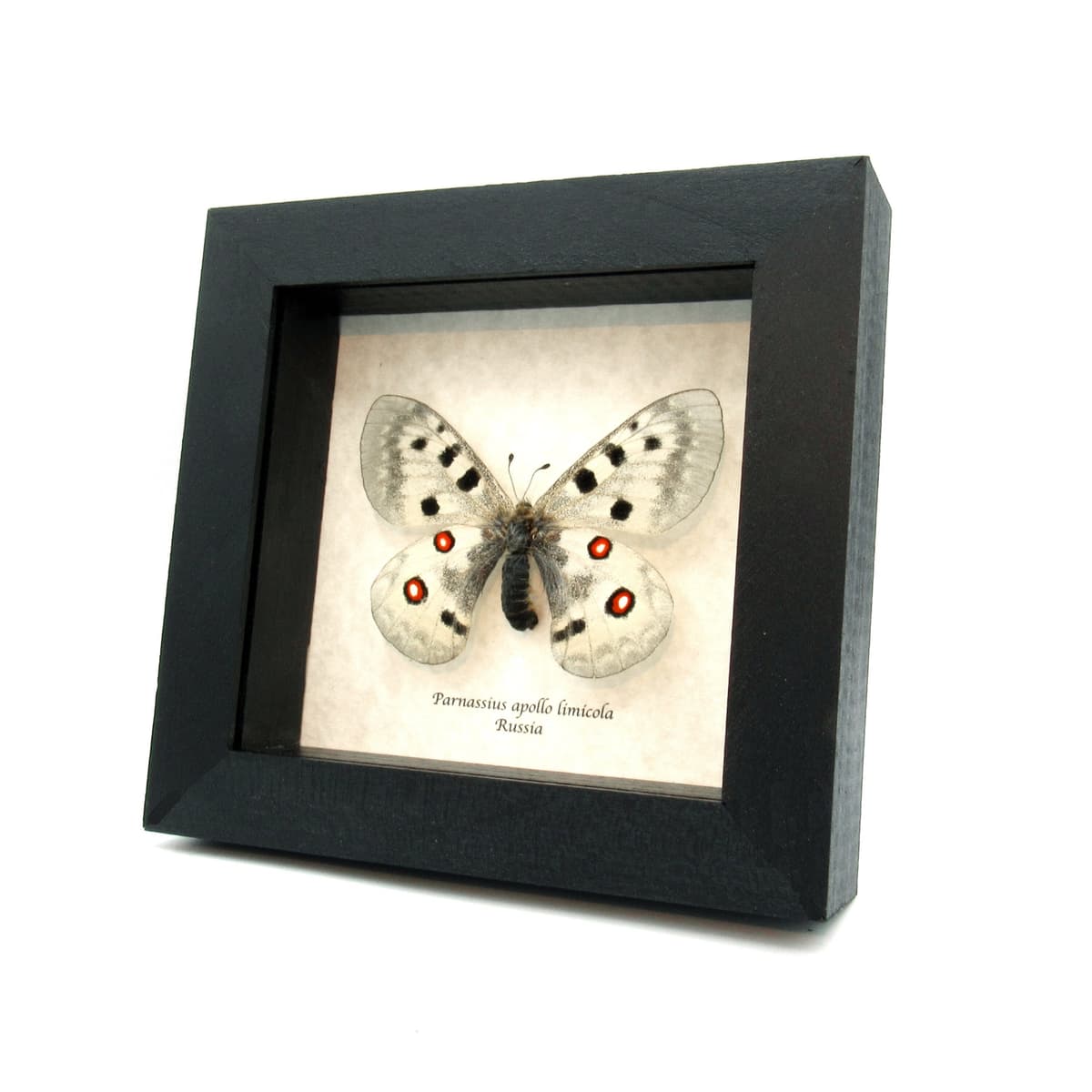Real XL Snow Apollo butterfly framed taxidermy - Parnassius apollo limicola