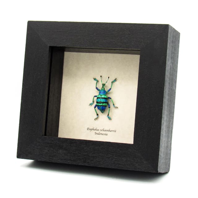 Real glitter Weevil framed taxidermy - Eupholus schoenherrii petiti - very special color form