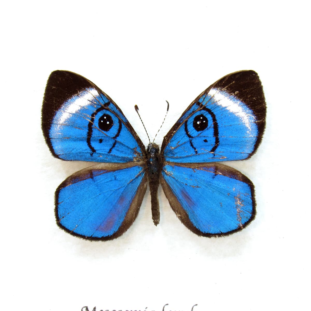 Rare metallic blue Metalmark butterfly framed taxidermy - Mesosemia loruhama
