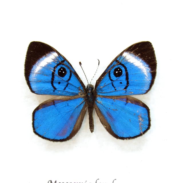 Rare metallic blue Metalmark butterfly framed taxidermy - Mesosemia loruhama