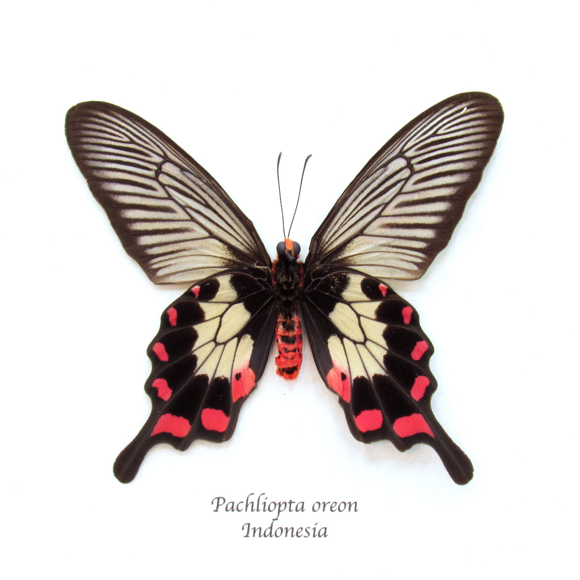 Real red Swallowtail butterfly framed taxidermy - Pachliopta oreon