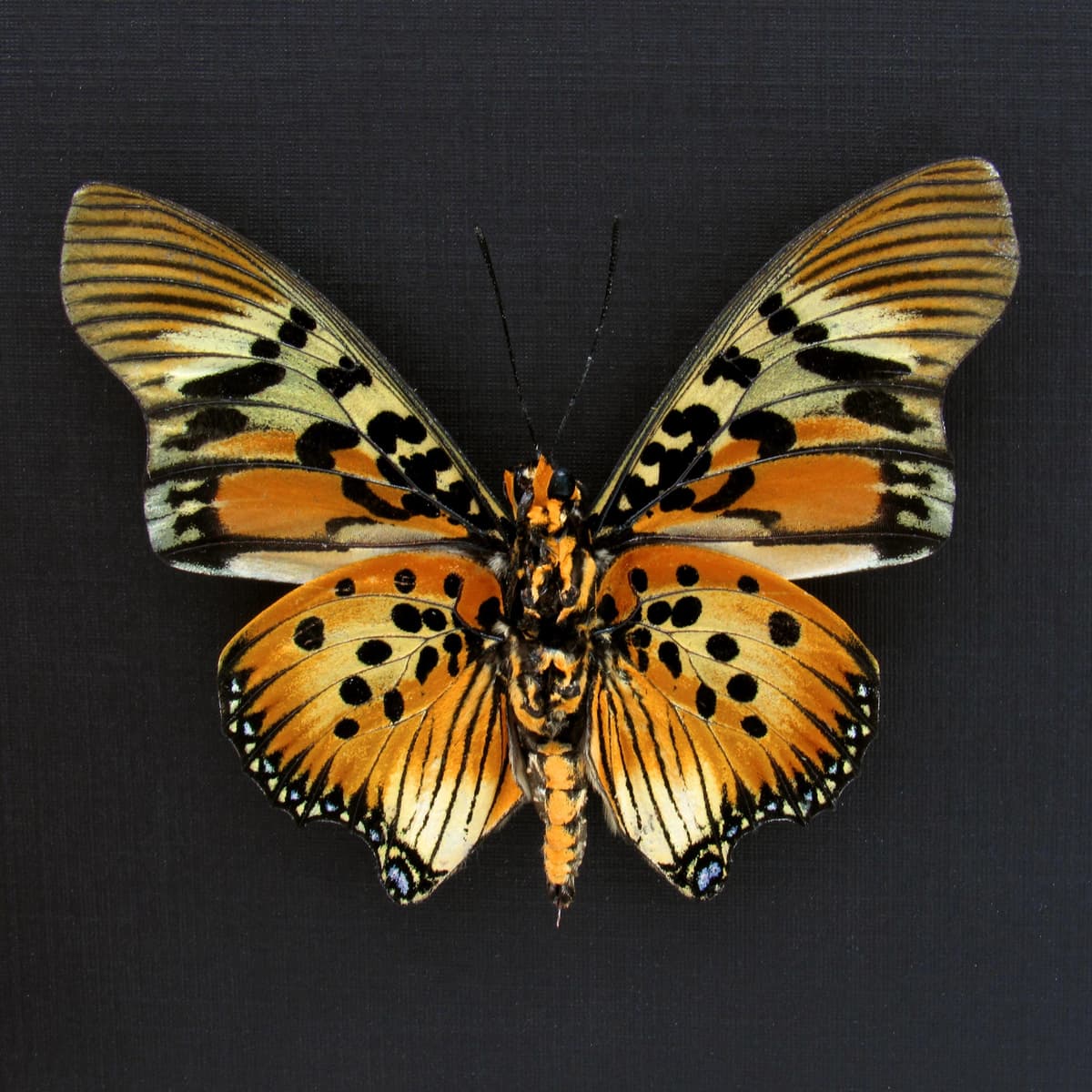 Rare framed taxidermy butterfly - Charaxes acraeoides