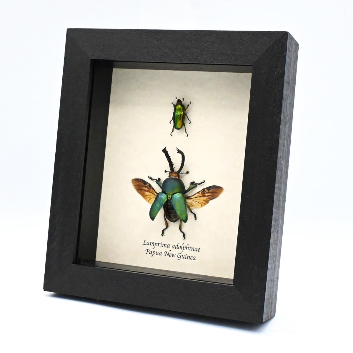Real pair of Stag beetles framed taxidermy - Lamprima adolphinae - M+F pair
