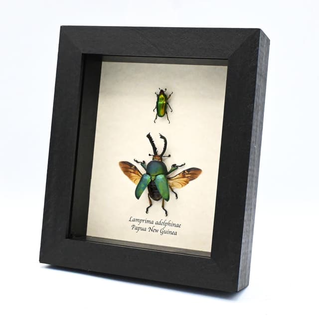 Real pair of Stag beetles framed taxidermy - Lamprima adolphinae - M+F pair