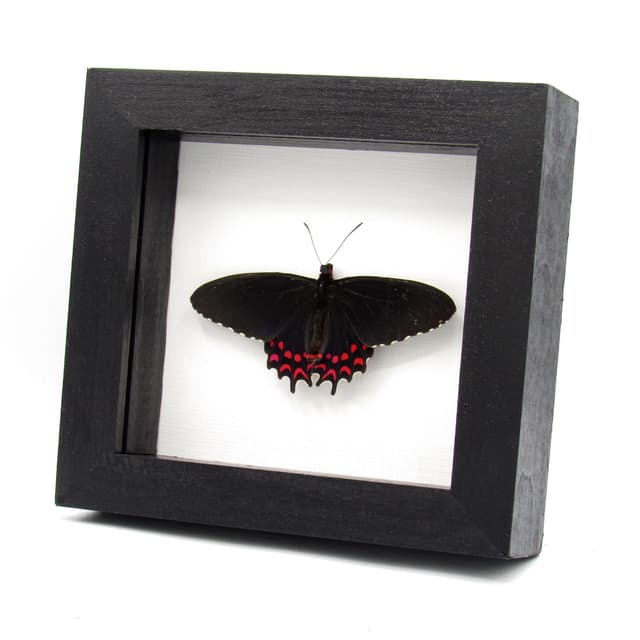 Rare iridescent Cattleheart butterfly framed taxidermy - Parides photinus - Victorian mount