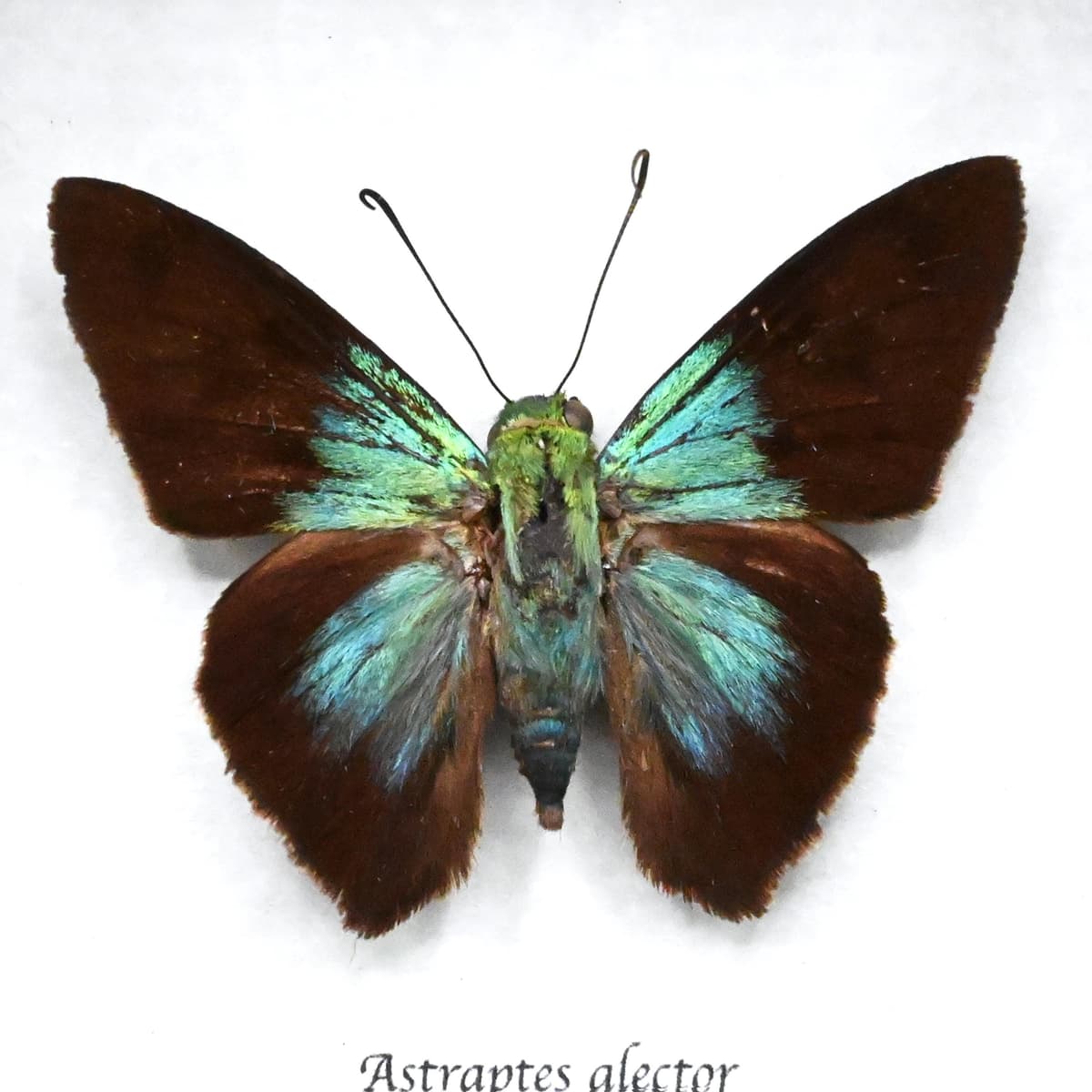 Real metallic Gilbert's Flasher butterfly framed taxidermy - Astraptes alector