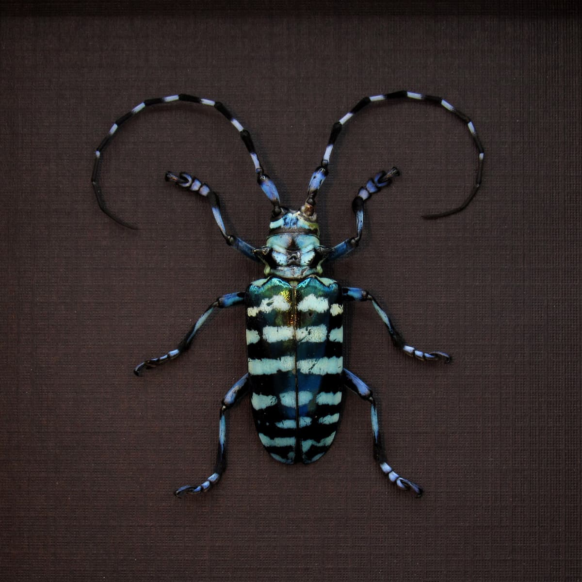 Real blue Longhorn beetle framed taxidermy - Anoplophora graafi