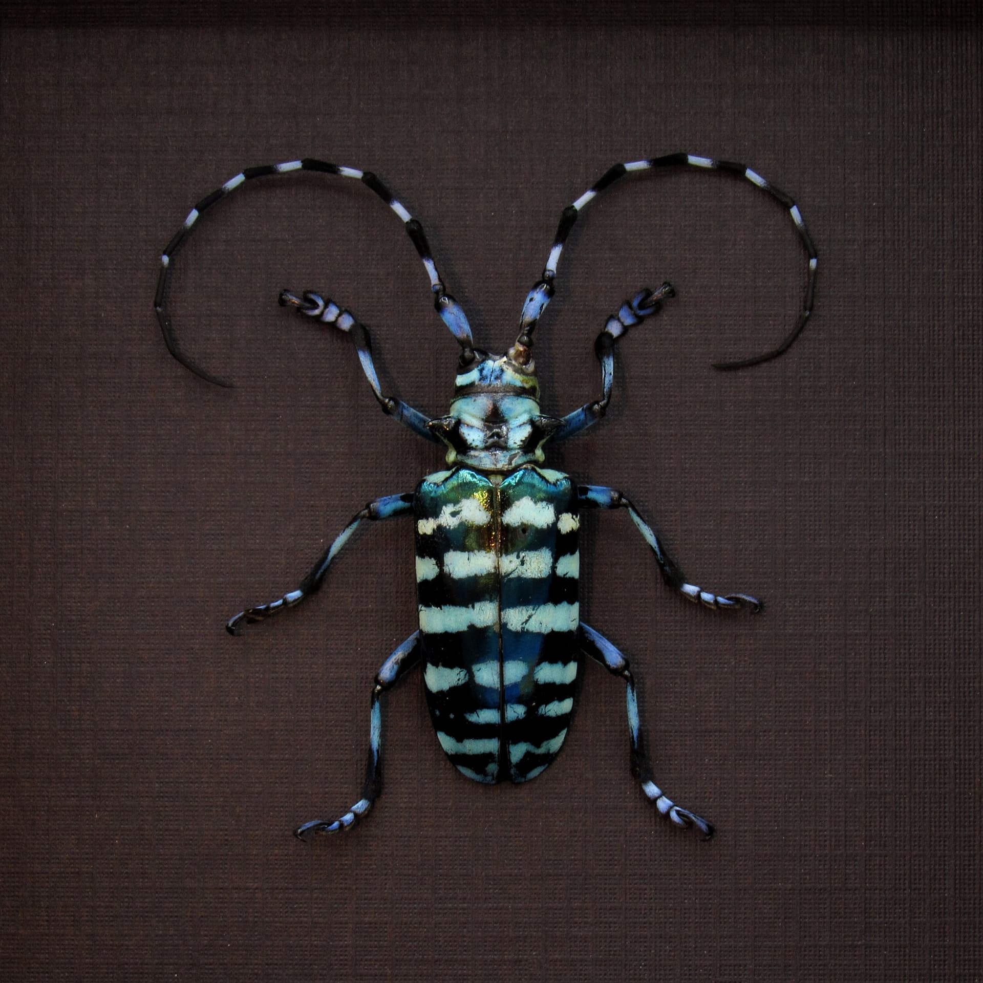 Real blue Longhorn beetle framed taxidermy - Anoplophora graafi