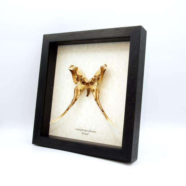 Rare Saturn moth framed taxidermy - Copiopteryx derceto