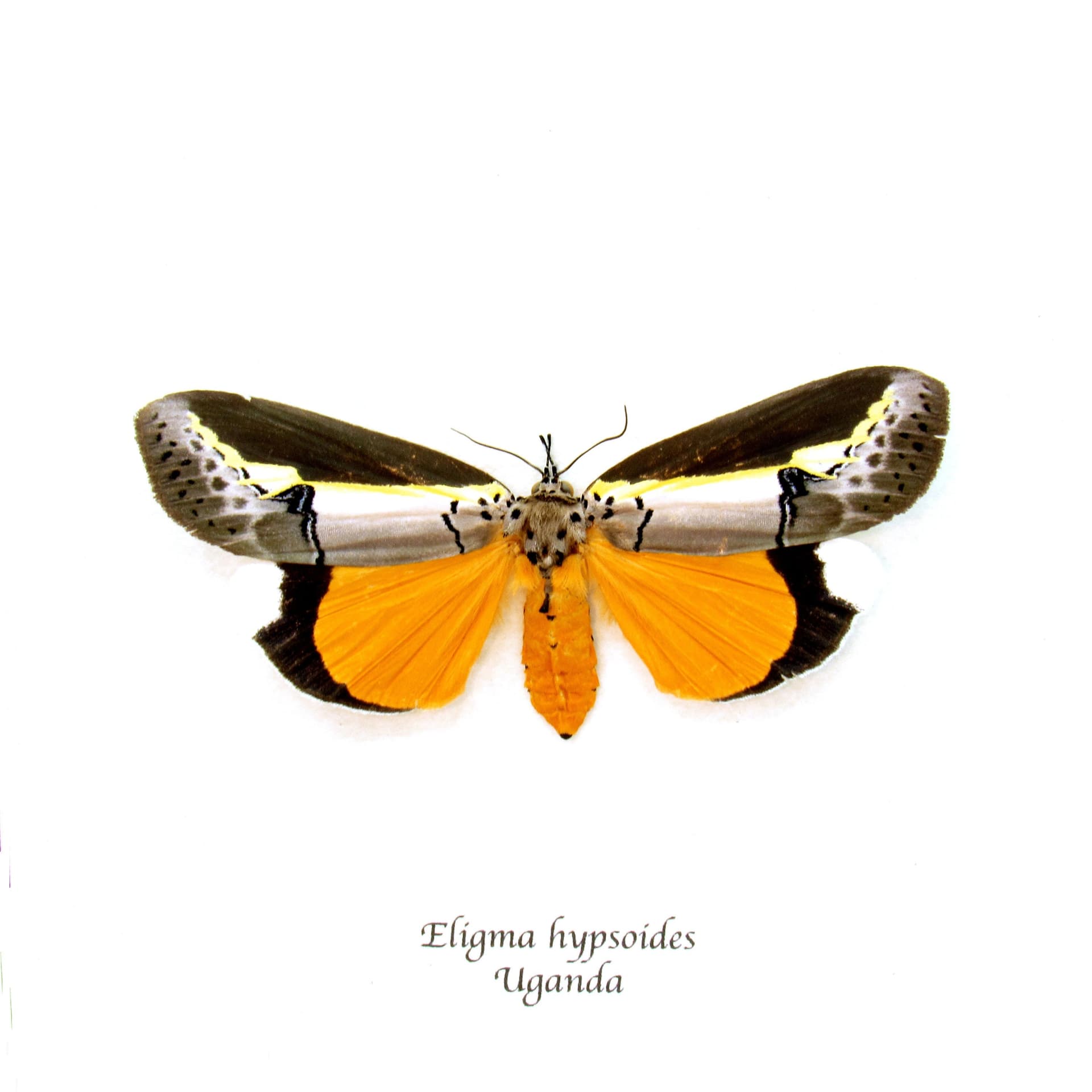 Rare yellow Tuft moth framed taxidermy - Eligma hypsoides