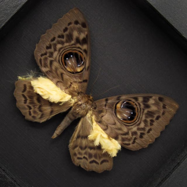 Very strange real furry moth framed taxidermy - Erebus macrops - big eyes!