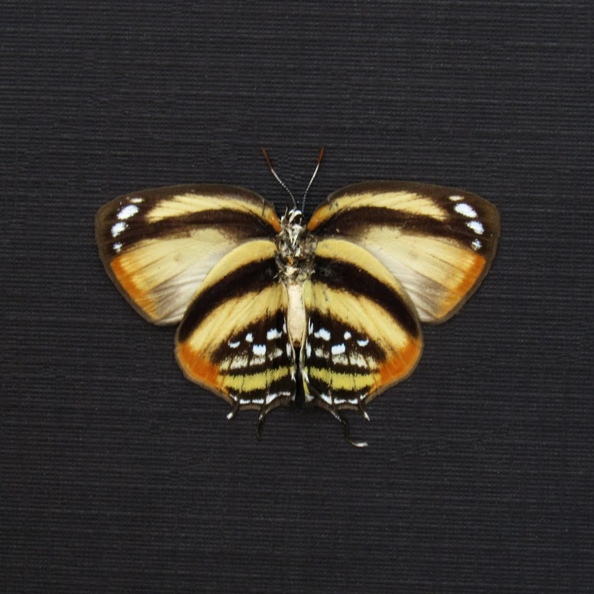 Real tiny Hairstreak butterfly framed taxidermy - Thestius species - Victorian mount