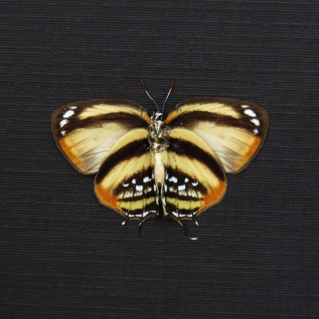 Real tiny Hairstreak butterfly framed taxidermy - Thestius species - Victorian mount