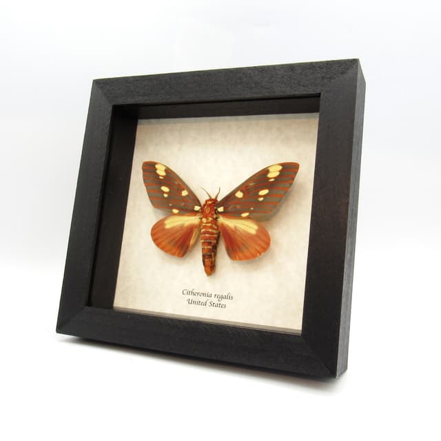 Real Royal Walnut moth framed taxidermy - Citheronia regalis