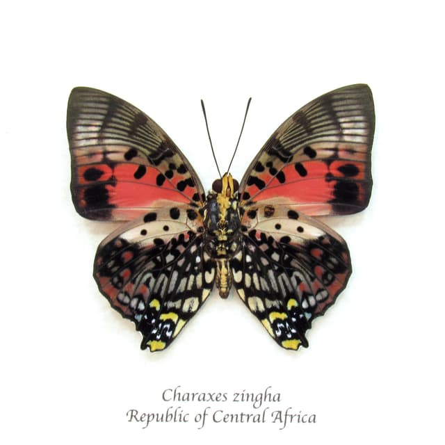 Real framed butterfly taxidermy - Charaxes zingha