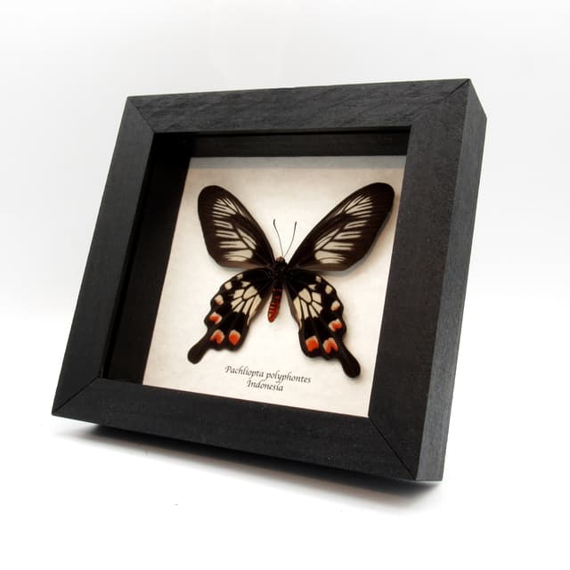 Real red swallowtail framed taxidermy - Pachliopta polyphontes - female