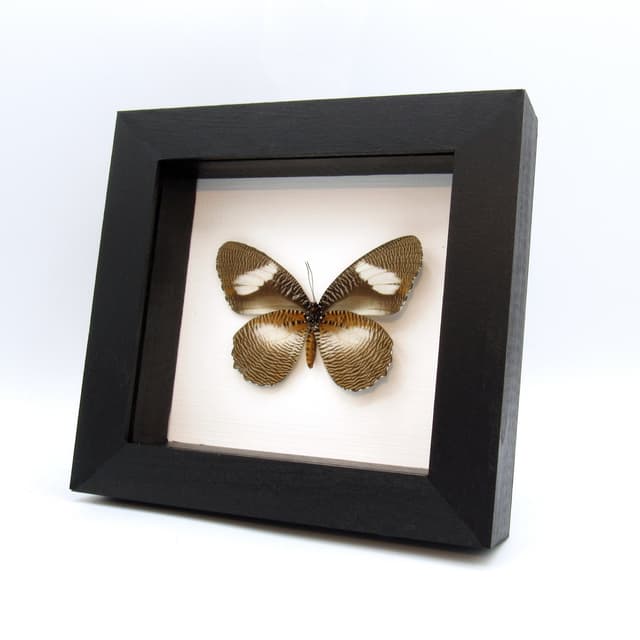 Real framed taxidermy butterfly - Elymniopsis bammakoo - large female