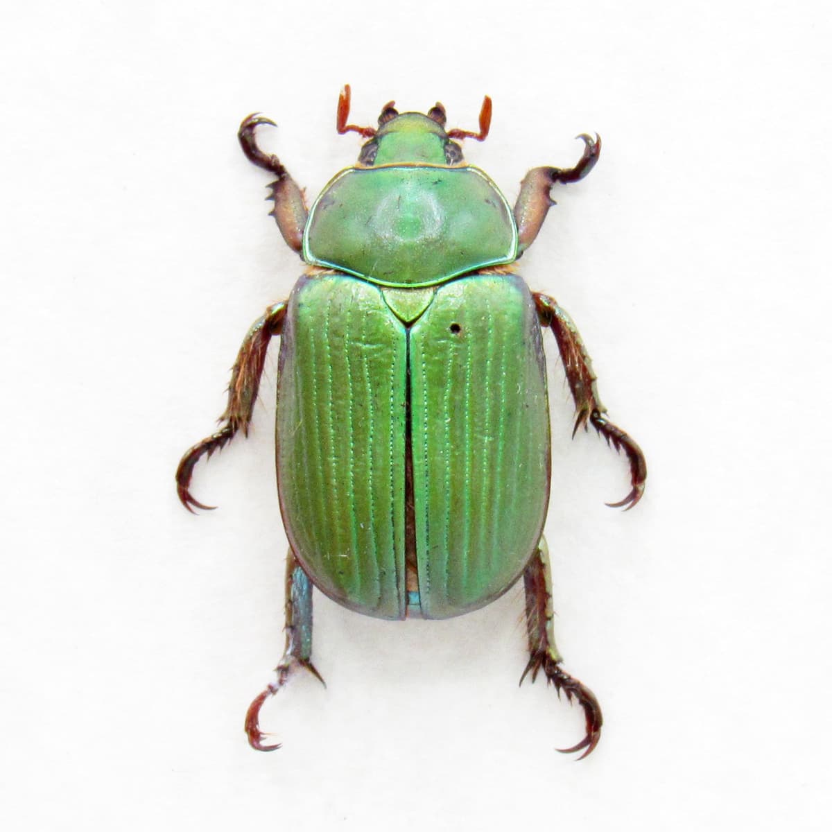 Real jewel Scarab beetle framed - Chrysina lecontei