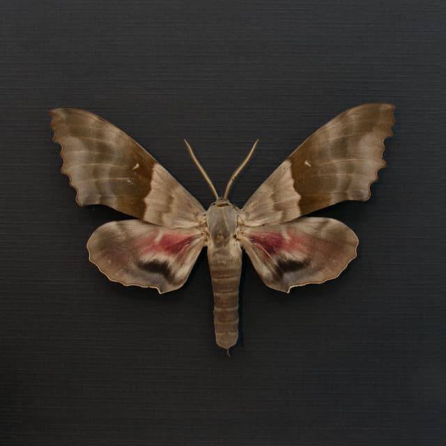 Real Giant Poplar Sphinx moth framed taxidermy - Pachysphinx modesta