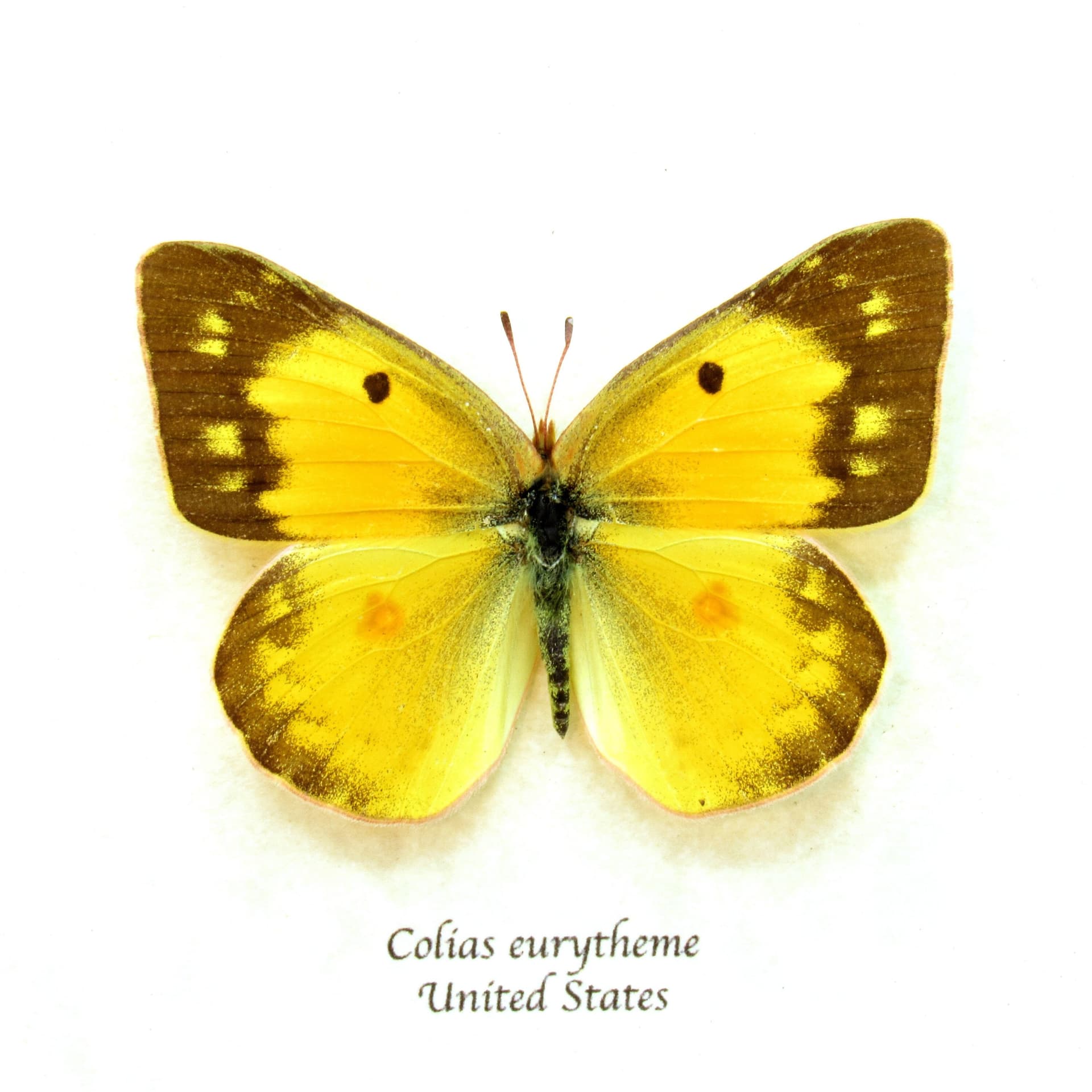 Real Orange Sulphur butterfly framed taxidermy - Colias eurytheme - female