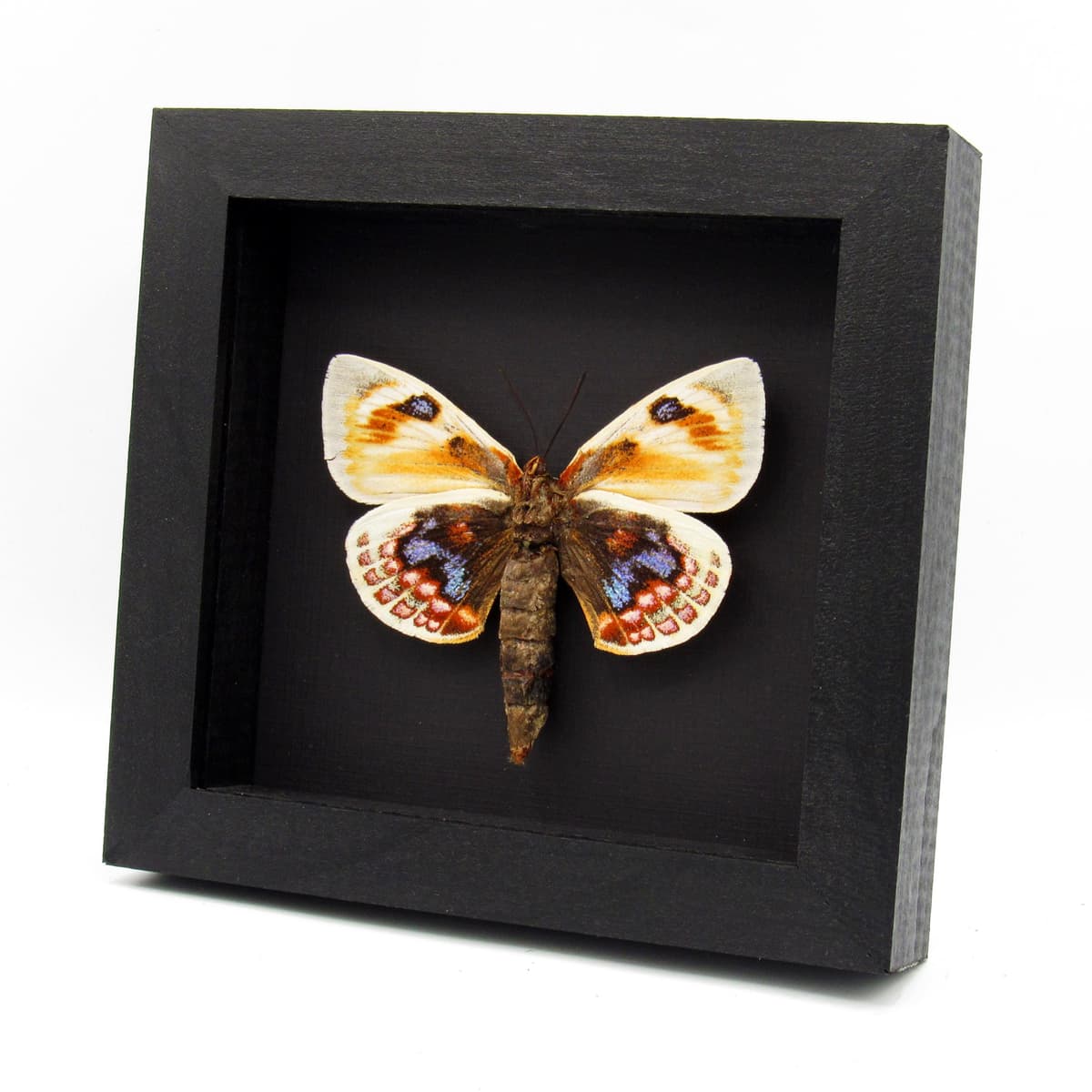 Very rare Giant rainbow Castniid moth framed specimen - Castnia psittacus - XL female