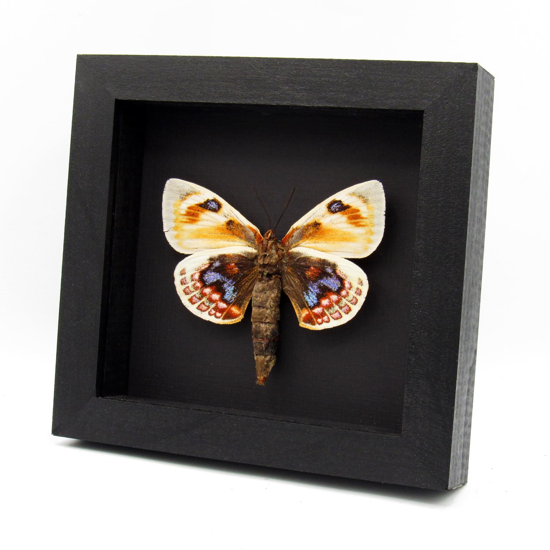 Very rare Giant rainbow Castniid moth framed specimen - Castnia psittacus - XL female