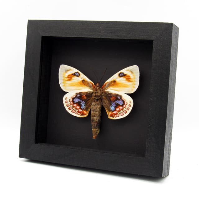 Very rare Giant rainbow Castniid moth framed specimen - Castnia psittacus - XL female