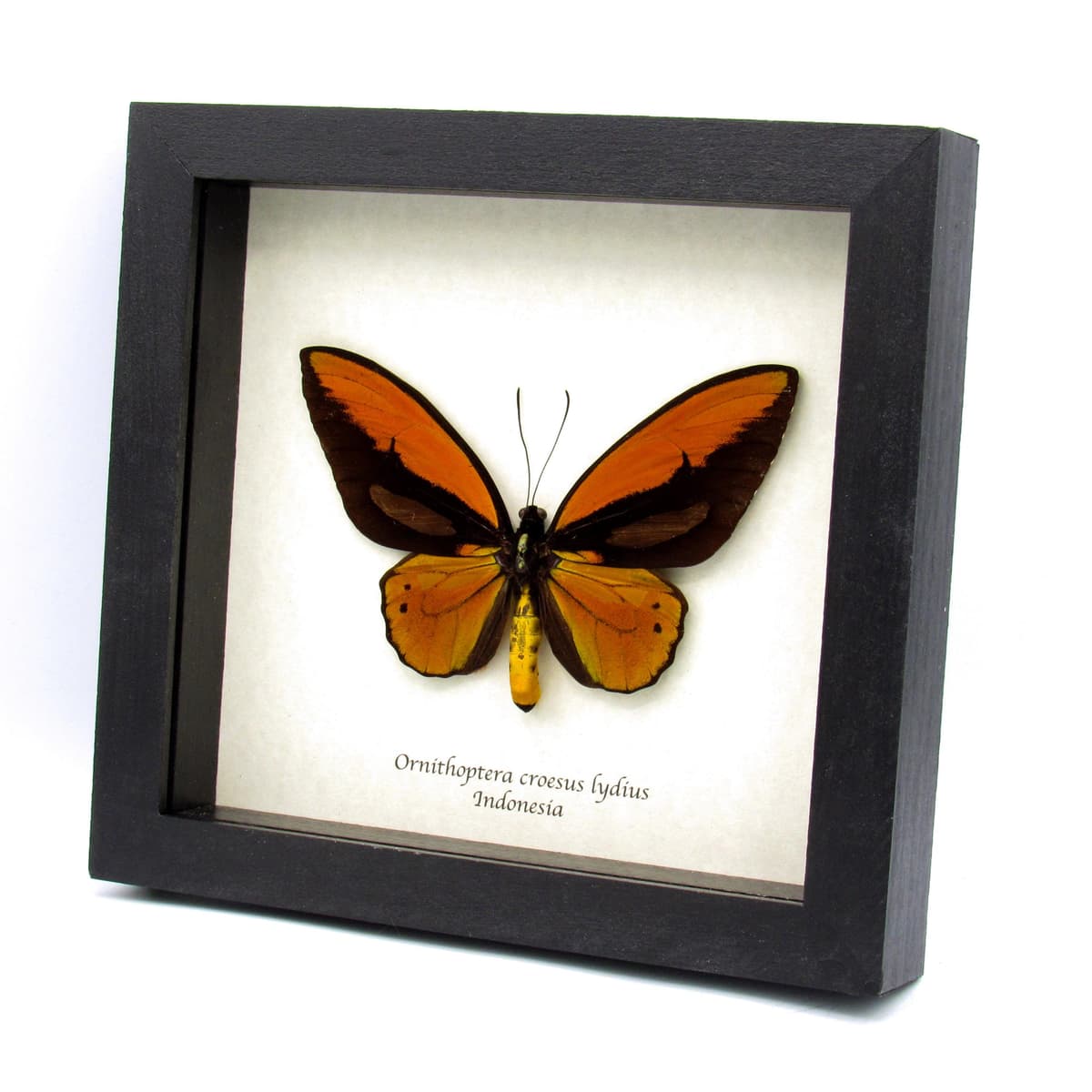 Real Giant Birdwing butterfly framed taxidermy - Ornithoptera croesus lydius