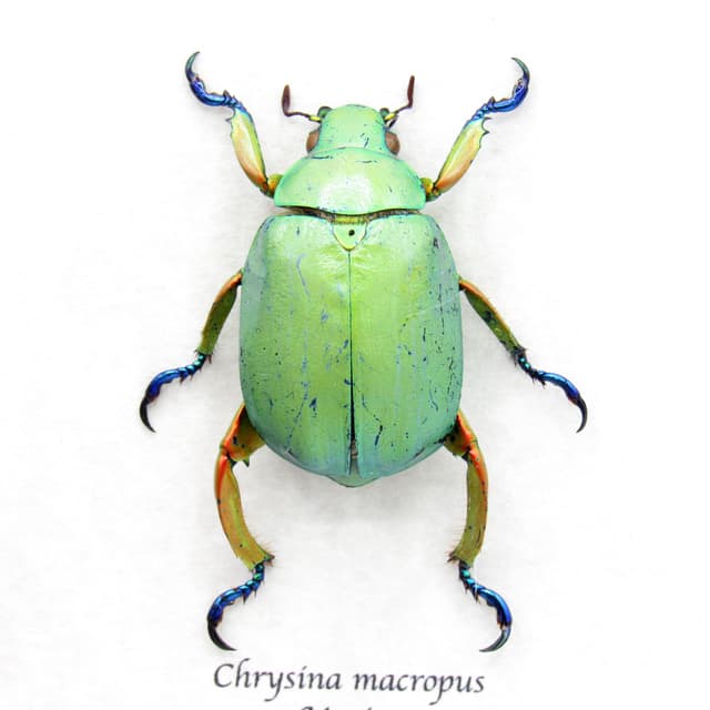 Real Rainbow legged Scarab beetle framed taxidermy - Chrysina macropus - female