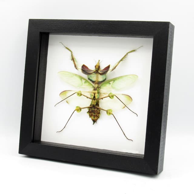 Real Giant Devils Flower Praying Mantis framed - Idolomantis diabolica - female - winged adult