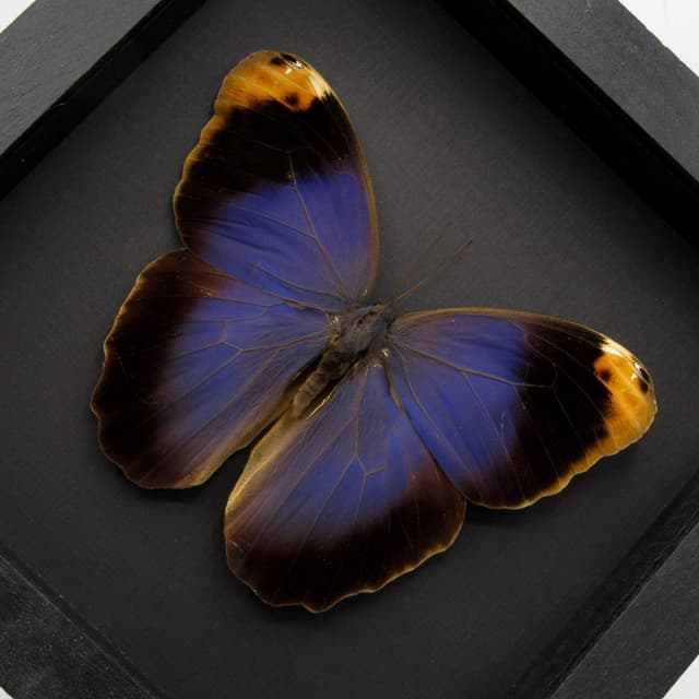 Real GIANT purple Owl Butterfly framed taxidermy - Caligo beltrao
