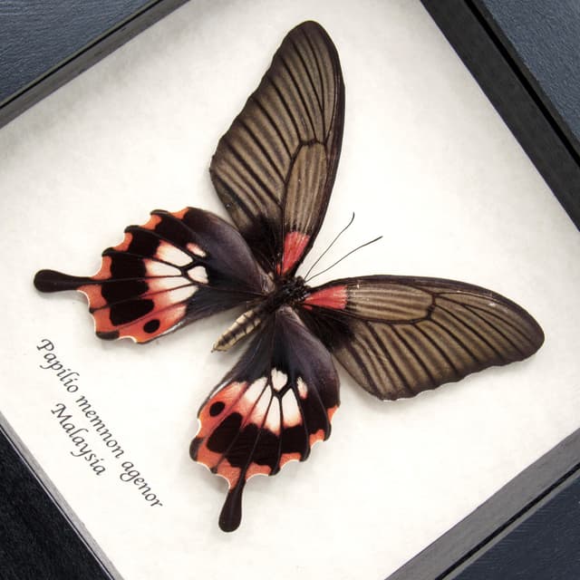 Real Great Mormon butterfly framed taxidermy - Papilio memnon agenor - female
