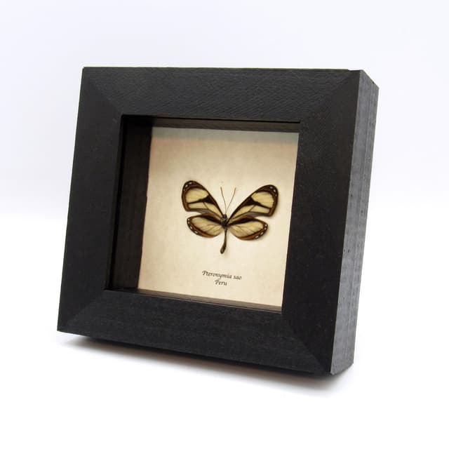 Real Clear Wing butterfly framed taxidermy - Pteronymia sao