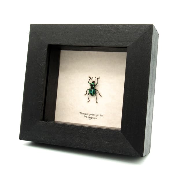 Real weevil beetle framed specimen - Metapocyrtus species