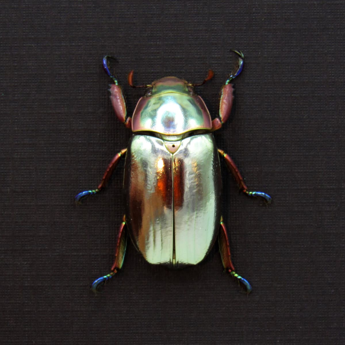 Very rare silver Jewel beetle framed taxidermy - Chrysina aurigans