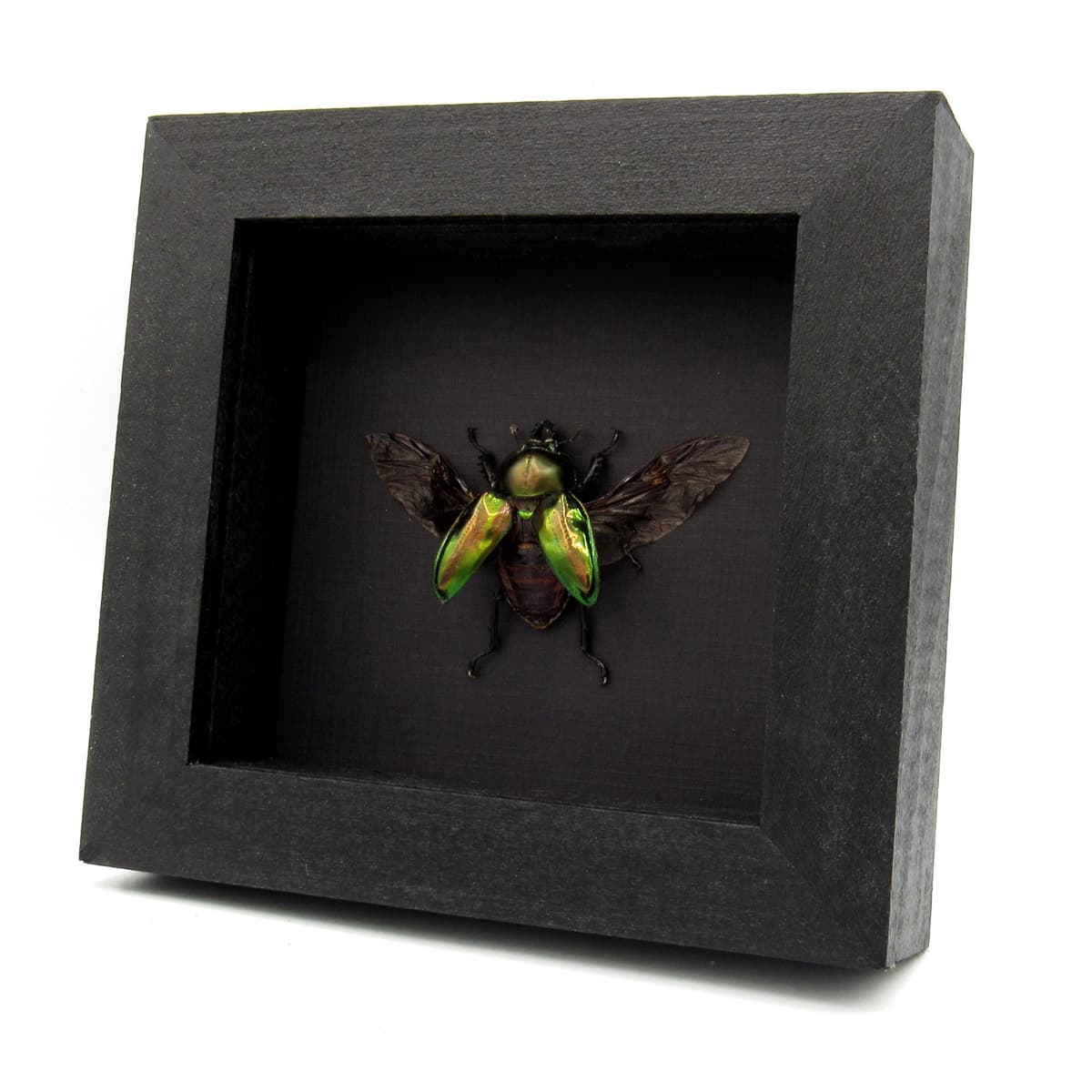 Rare Rainbow Stag beetle framed taxidermy - Phalacrognathus muelleri - large female