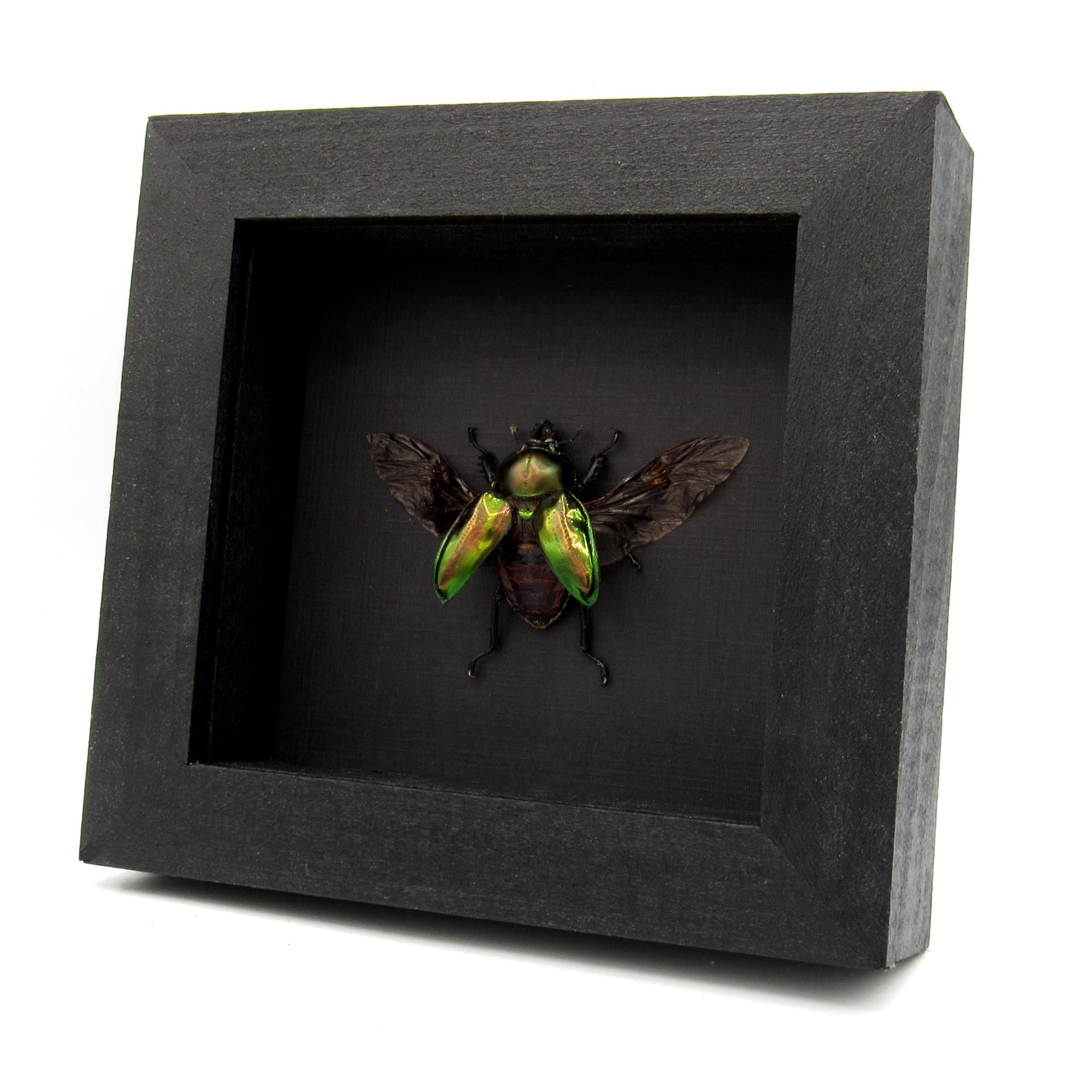Rare Rainbow Stag beetle framed taxidermy - Phalacrognathus muelleri - large female