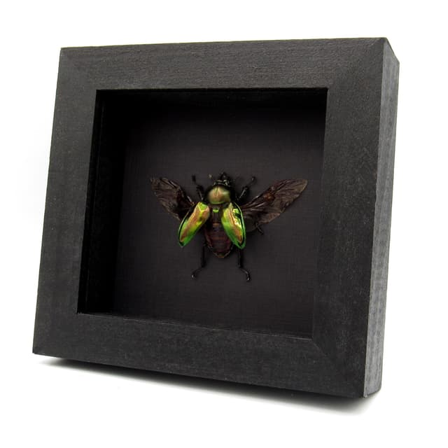 Rare Rainbow Stag beetle framed taxidermy - Phalacrognathus muelleri - large female