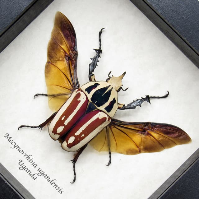 Large Scarab beetle framed taxidermy - Mecynorrhina ugandensis