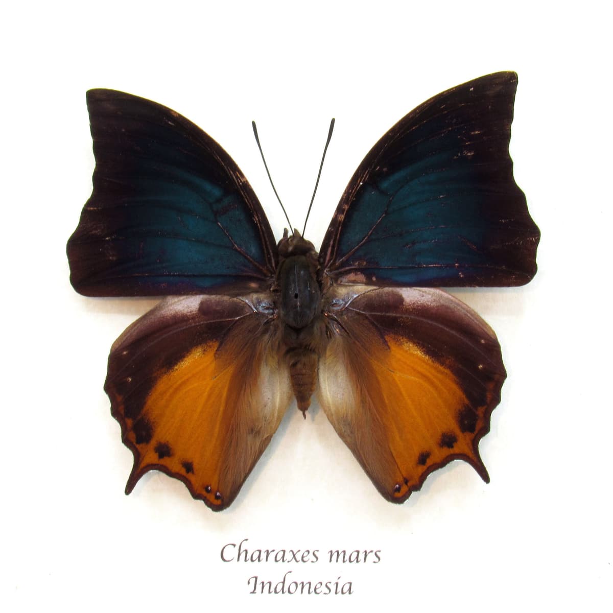 Rare Iron Raja butterfly framed taxidermy - Charaxes mars